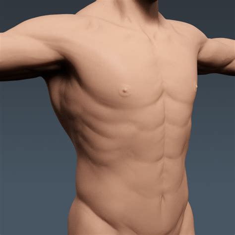 D Model Human Male Body Urinary