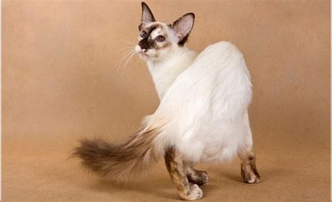 The Balinese Cat Characteristics Temperament And Care Tips
