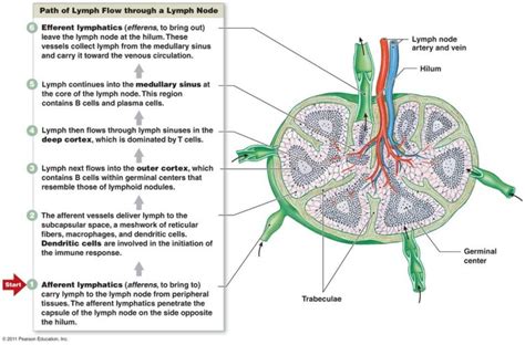 Printable Lymph Node Diagrams 101 Diagrams