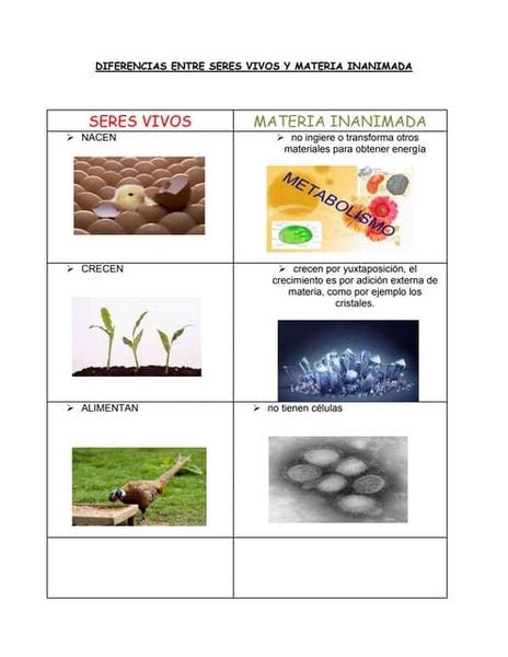 4 Cuadro De Diferencias Entre Un Ser Vivo Y Materia Inerte Pdf