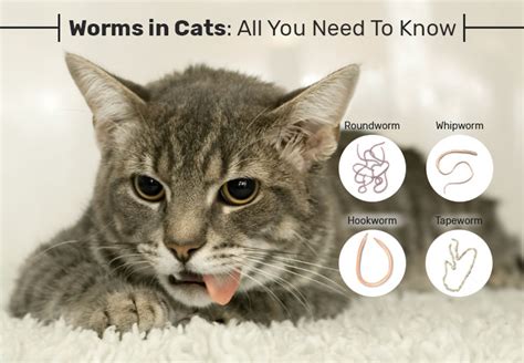 How Can I Tell If My Cat Has Worms Symptoms Cat Lovster