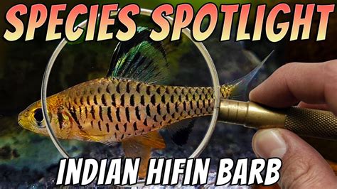 Indian Hifin Barb Oreichthys Cosuatis Rare Freshwater Barb Aquarium