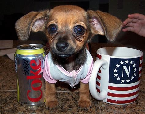 She is pretty skiddish to meet anyone, and barks at strangers. chiweenie | Dogs | Pinterest