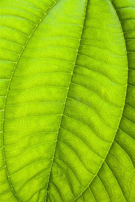 104573 Abstract Green Leaf Texture Nature Background Tropical Leaf