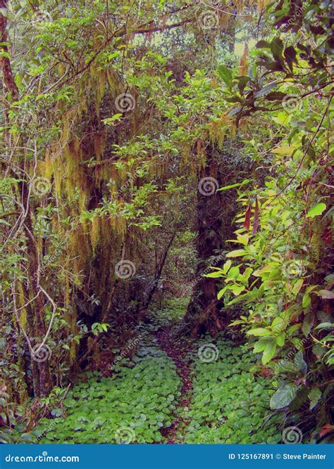 Lush Vegetation On A Trail In The Rain Forest Stock Image Image Of