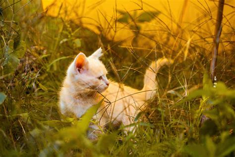 Exploring A Vegan Diet For Cats Benefits And Considerations
