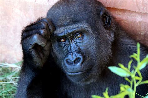 Foto Gratis Scimmia Primate Animale Erbivori Mammifero Intelligente
