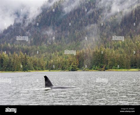 Orca Whales Tongass National Forest Alaska Stock Photo Alamy