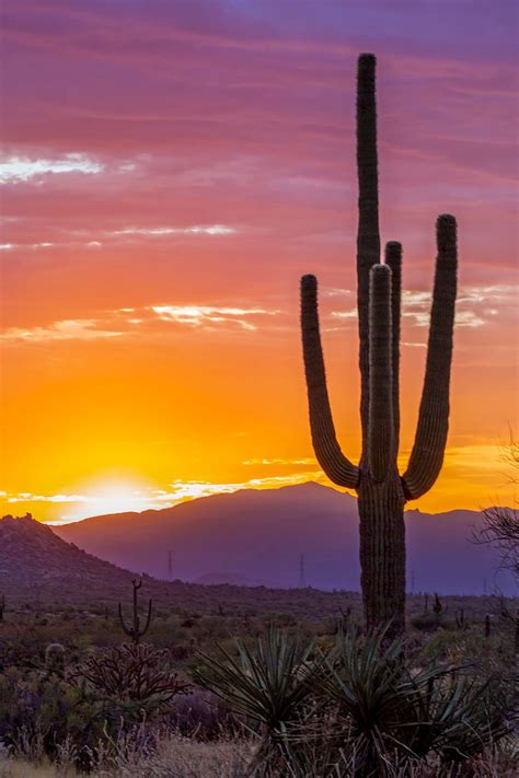 Vibrant Arizona Desert Sunrise With Saguaro Cactus Sunrise Landscape