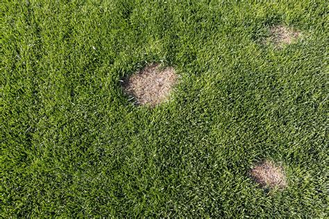 How To Fix Dead Spots In Bermudagrass The Turfgrass Group Inc
