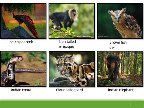 An endemic species, however, is a native species found only in a particular area, large or small. Conservation of biodiversity in india & endangered,endemic ...