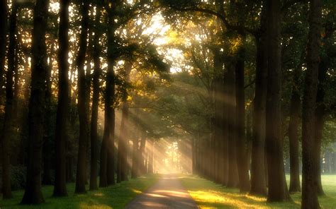 Nature Trees Path Walkway Green Meadow Grass Day Sun Rays Wallpaper