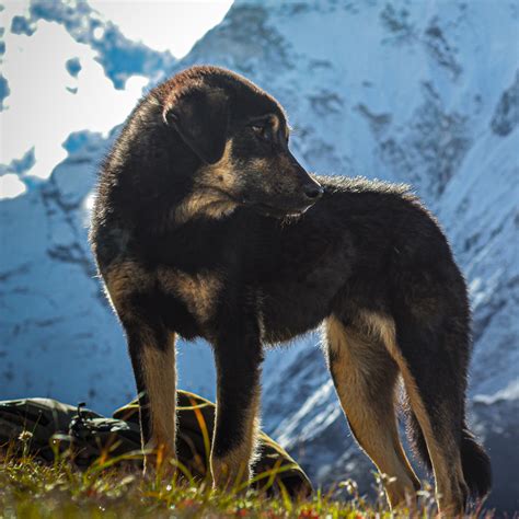 Nepalese Street Dog Facts Wisdom Panel™ Dog Breeds