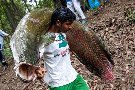 The Pirarucu The Giant Prized Fish Of The Amazon
