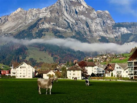 Engelberger Cow Engelberg Switzerland Engelberg Landscape Tourism