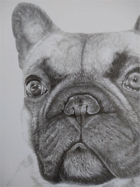 French Bulldog Pencil Drawing Print High Quality Art Print Etsy