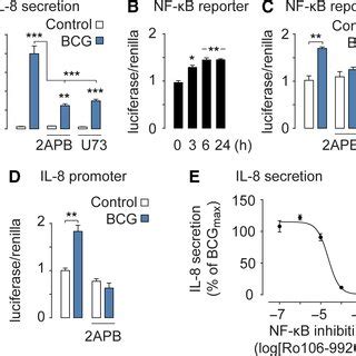 BCG Activates NF JB And IL 8 A BCG Stimulated IL 8 Secretion Is