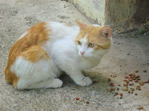 Ginger White Cat — Russian Cats Pictures