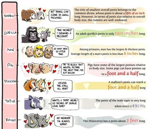 Penis Size Comparison Chart Pics Izismile