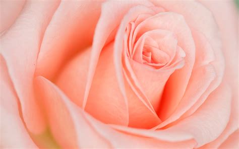 Beautiful Light Pink Rose Wallpapers 1920x1200 565464