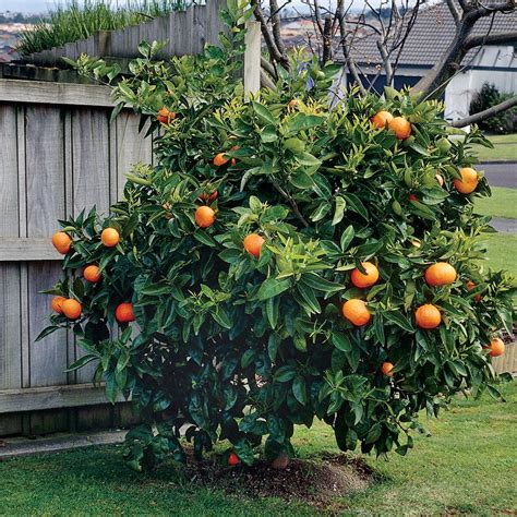 Citrus Sinensis Washington Navel Orange Orange Tree