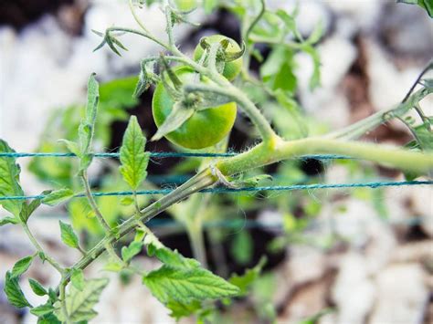 Florida Weave A Better Way To Trellis Tomatoes Garden Betty