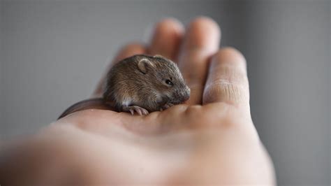 ‘self Domesticating Mice Suggest Some Animals Tamed Themselves Without