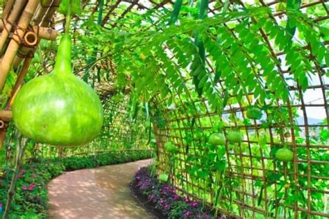 How To Grow Gourds Vertically Urban Garden Gal