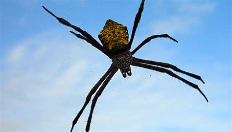 Poisonous Spiders In The Northeast Sciencing