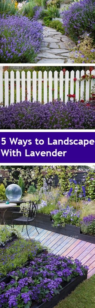 5 Ways To Landscape With Lavender ~ Bless My Weeds