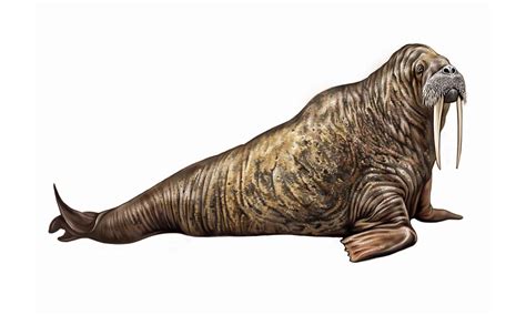 The Extinct Walrus How Vikings Hunted A Walrus To Extinction A Z Animals