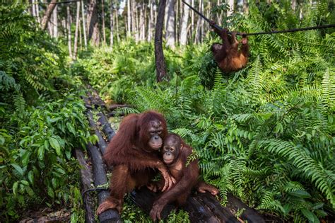 Endangered Orangutans And The Palm Oil Industry Ign Boards
