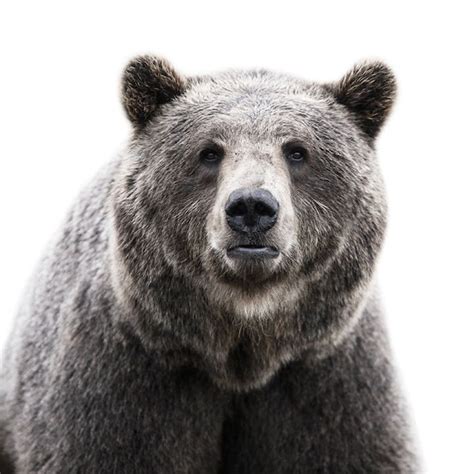 Photojojo Bear Portrait By Morten Koldby Animals Beautiful Pet