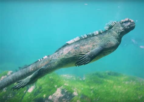 Video Of A Marine Iguana Feeding Underwater In The Galapagos Video