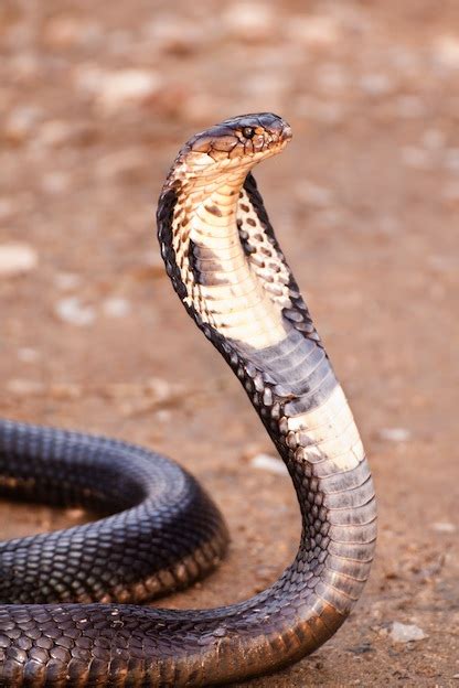 How video of sunbather catching king cobra attacking could be fake. King Cobra - Snake Facts and Information