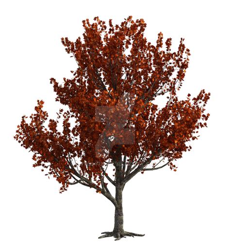 Red Maple Tree Png Overlay By Lewis4721 On Deviantart