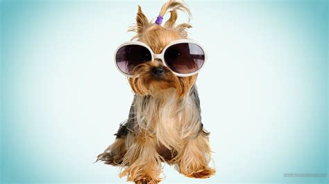 Cool Dogs Wallpapers 60 Images
