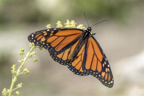 A Beautiful Monarch Butterfly Or Simply Monarch Danaus Plexippus