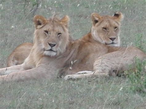 ケニア一人旅⑪♥きゃ～超至近距離でライオンの親子の群れと遭遇！！ 幸運の神様を味方にする方法を教えます♥スピリチュアルパワーストーン