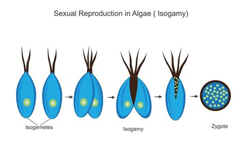 Sexual Reproduction On Algae Isogamy Process Isogamete Zygote Botany Illustration 27798683