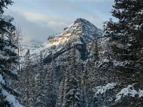 Premium Photo Snow Covered Trees With Mountains In Winter Lake