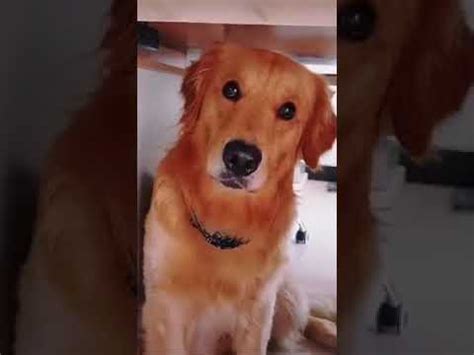 Kasihan Anjing Nya Ketipu Shorts YouTube