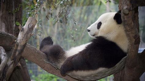 Is It Possible To Keep A Panda As A Pet Quora