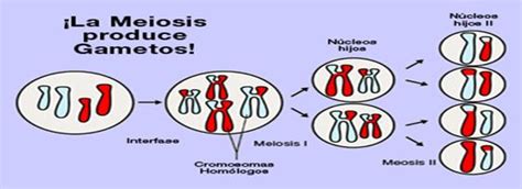 Mitosis Y Meiosis Los Tipos De División Celular Biomedvet Blog