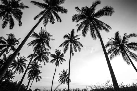Black And White Photo Of Palm Trees Stock Image Image Of Horizon
