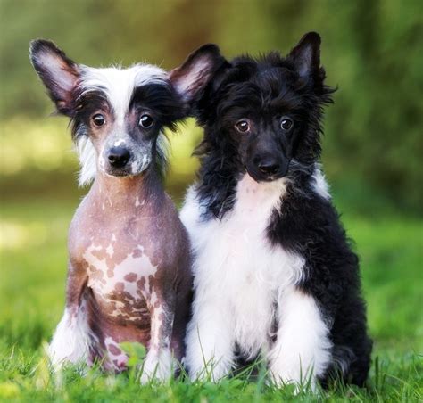 They do well in families with children, providing the kids are. Getting Ready for Your New Chinese Crested Puppy | HubPages