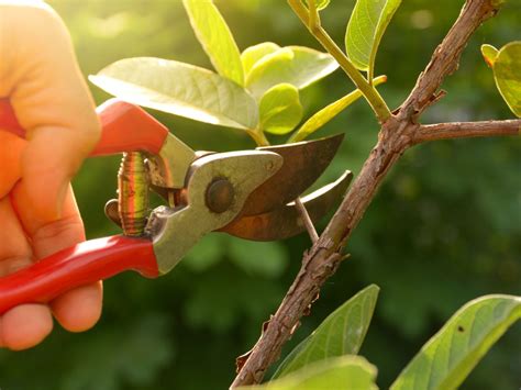 When To Trim Garden Plants Trees Shrubs And Herbaceous Plant Pruning