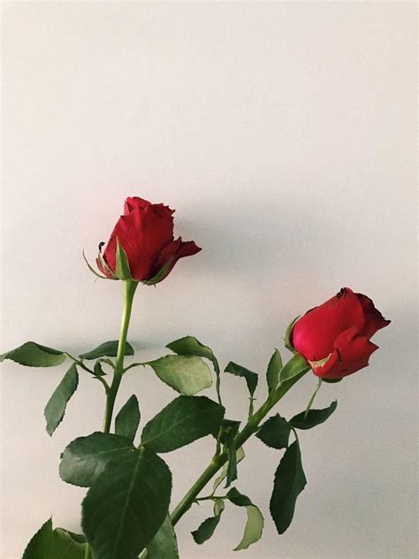 Aesthetic Rose Flowers Wallpapers Top Free Aesthetic Rose Flowers