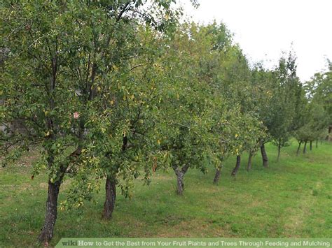 Choosing where to plant in 5 easy steps gary talks about what to consider and what to avoid when planning to plant fruit trees. How to Get the Best from Your Fruit Plants and Trees ...