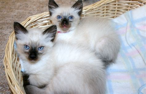 46 Balinese Kittens Washington State Furry Kittens